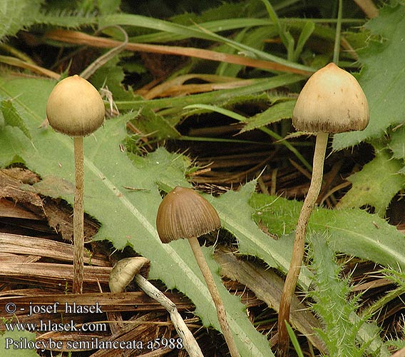 psilocybe_semilanceata