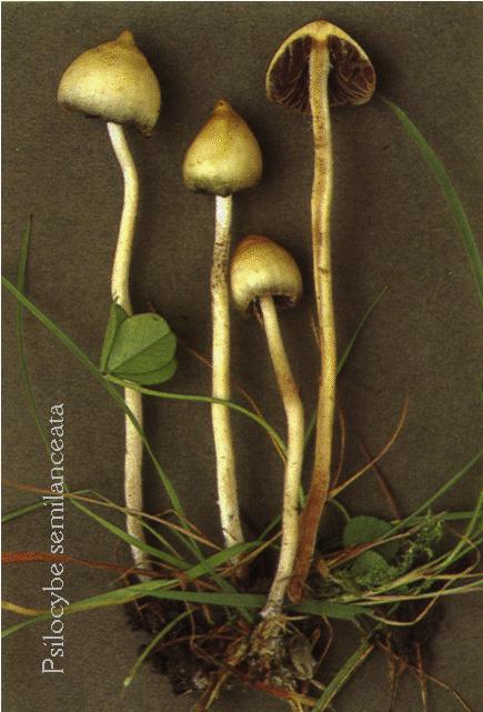 Psilocybe_semilanceata 2