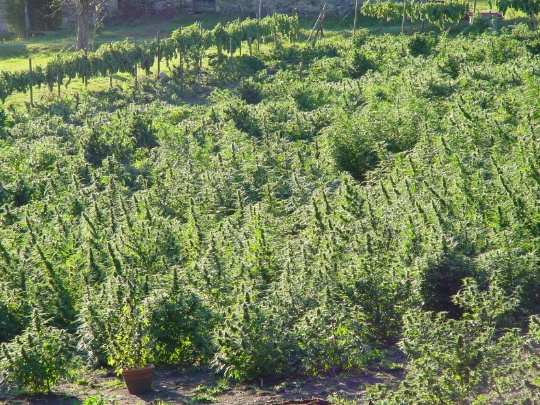 commersial-cannabis-growing