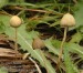 psilocybe_semilanceata