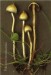 Psilocybe_semilanceata 2